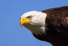TSA Stock Image of eagle