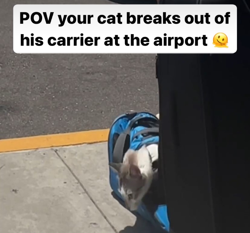 POV your cat breaks out of his carrier at the airport.