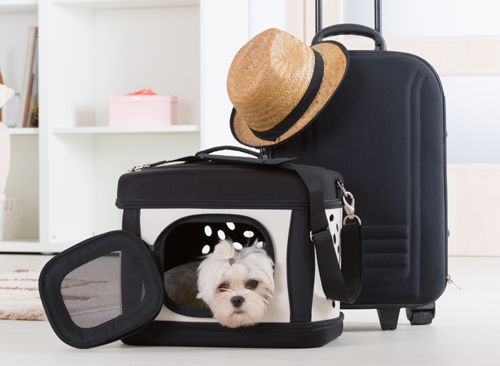 Dog in Travel Carrier