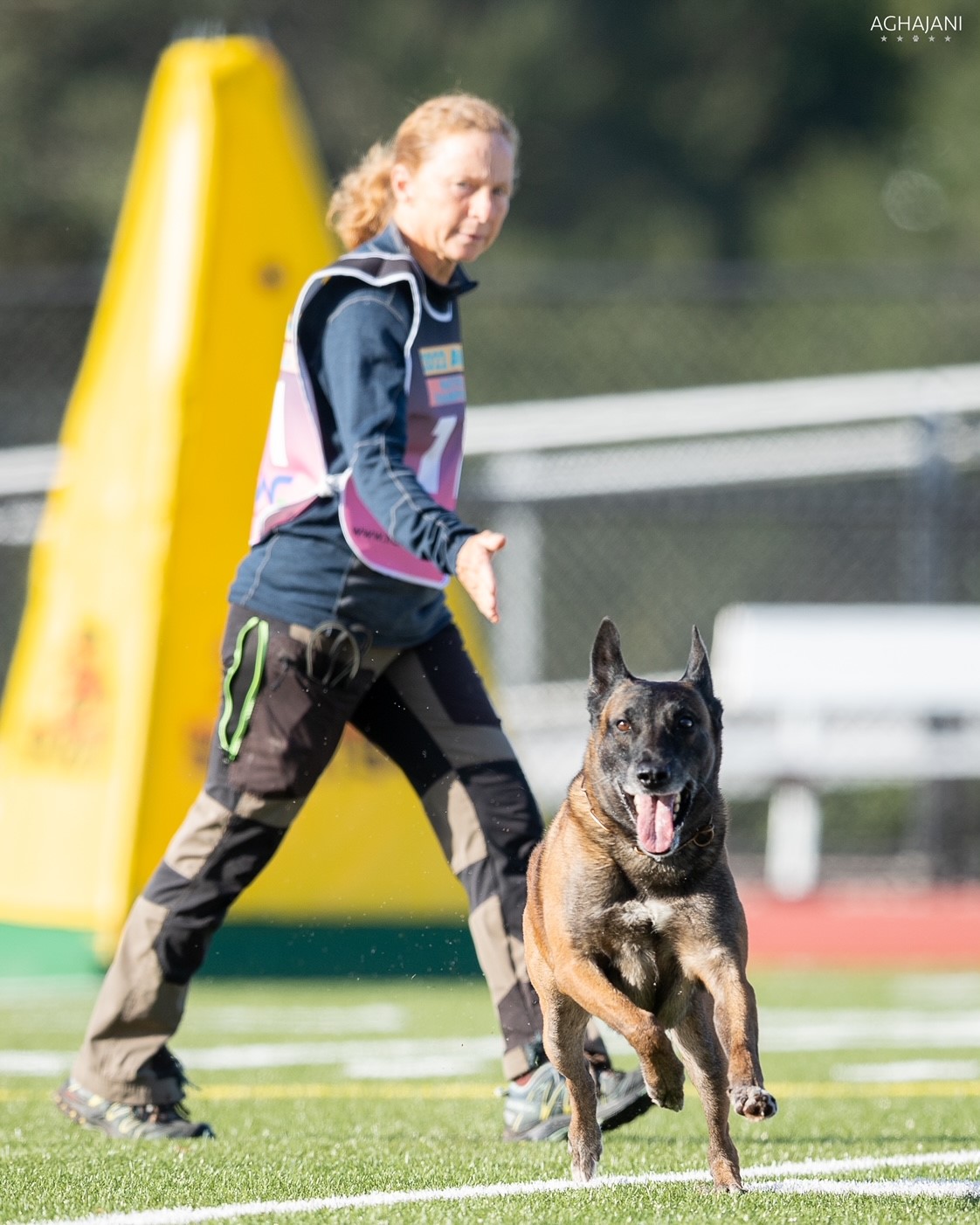 Trisha Harper and Einstein search a field for the bad guy in the American Working Malinois Association National Championships. (Photo by Brian Aghajani)