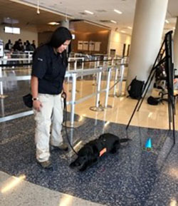 Canine Retirement at DFW