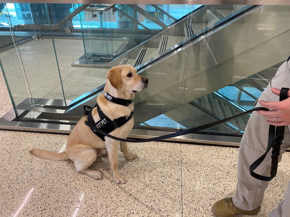 TSA explosive detection canine Kellen  is in SLC to work in support of TSA security operations during Presidents’ Day weekend. TSA expects a record number of departing travelers on Monday, Feb. 20.