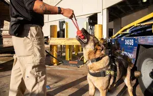 Inside look hot sale tsa canine training