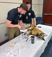 Nathan Vitoritt and Matthew DePietro bandage an injured paw. (TSA TPA photo) 