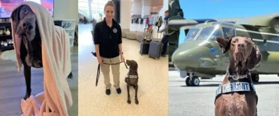 Vote for Barni as TSA’s Cutest Canine. (TSA photos)